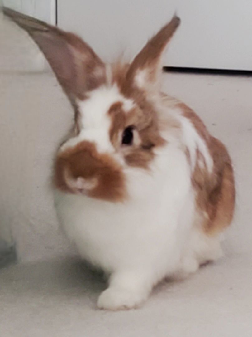 Enlarge Truffle, a Adoptable Lionhead in Westerville, OH image 6/6