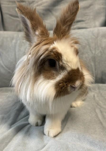 Enlarge Truffle, a Adoptable Lionhead in Westerville, OH image 2/6