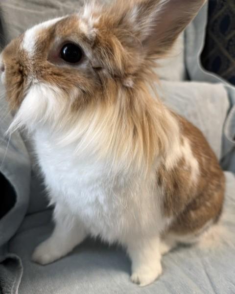 Enlarge Truffle, a Adoptable Lionhead in Westerville, OH image 4/6