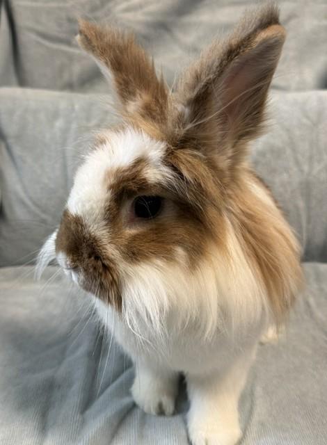 Enlarge Truffle, a Adoptable Lionhead in Westerville, OH image 1/6