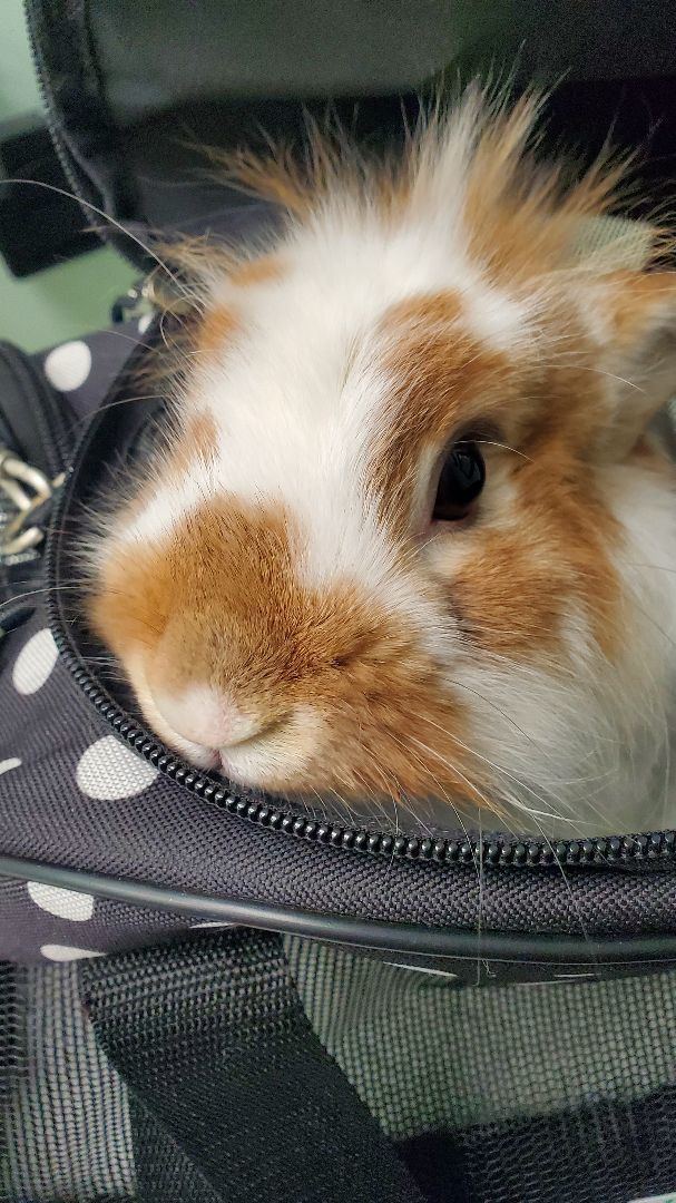 Enlarge Truffle, a Adoptable Lionhead in Westerville, OH image 5/6