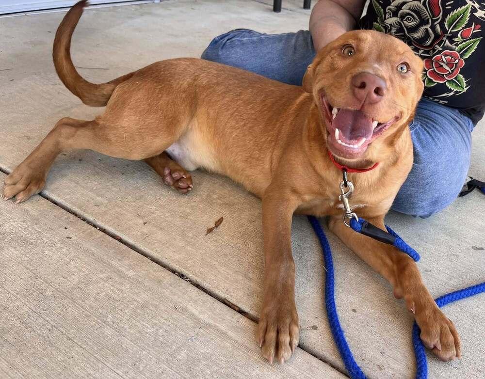 Enlarge Curly, a Adoptable mixed breed in Acworth, GA image 1/3