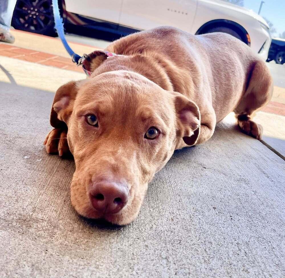 Enlarge Curly, a Adoptable mixed breed in Acworth, GA image 2/3