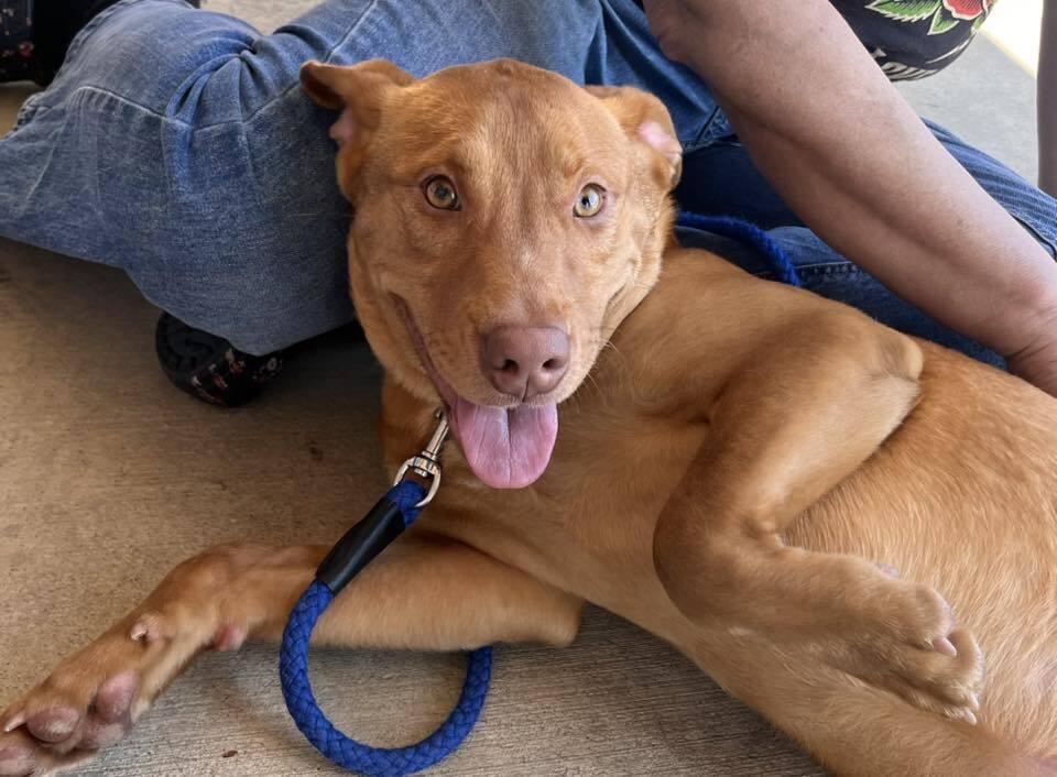 Enlarge Curly, a Adoptable mixed breed in Acworth, GA image 3/3