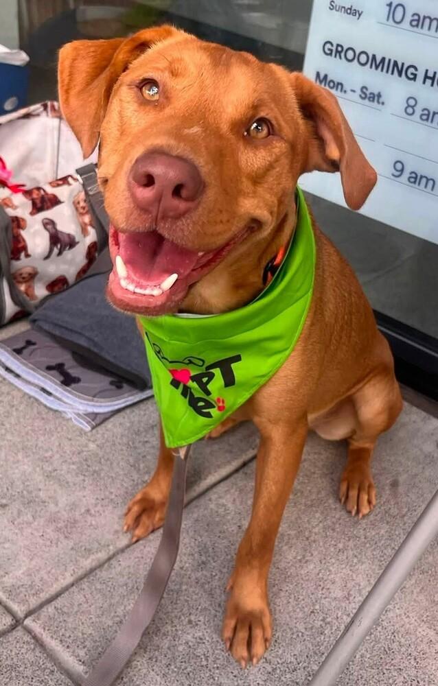 Enlarge Curly, a Adoptable mixed breed in Acworth, GA image 3/3