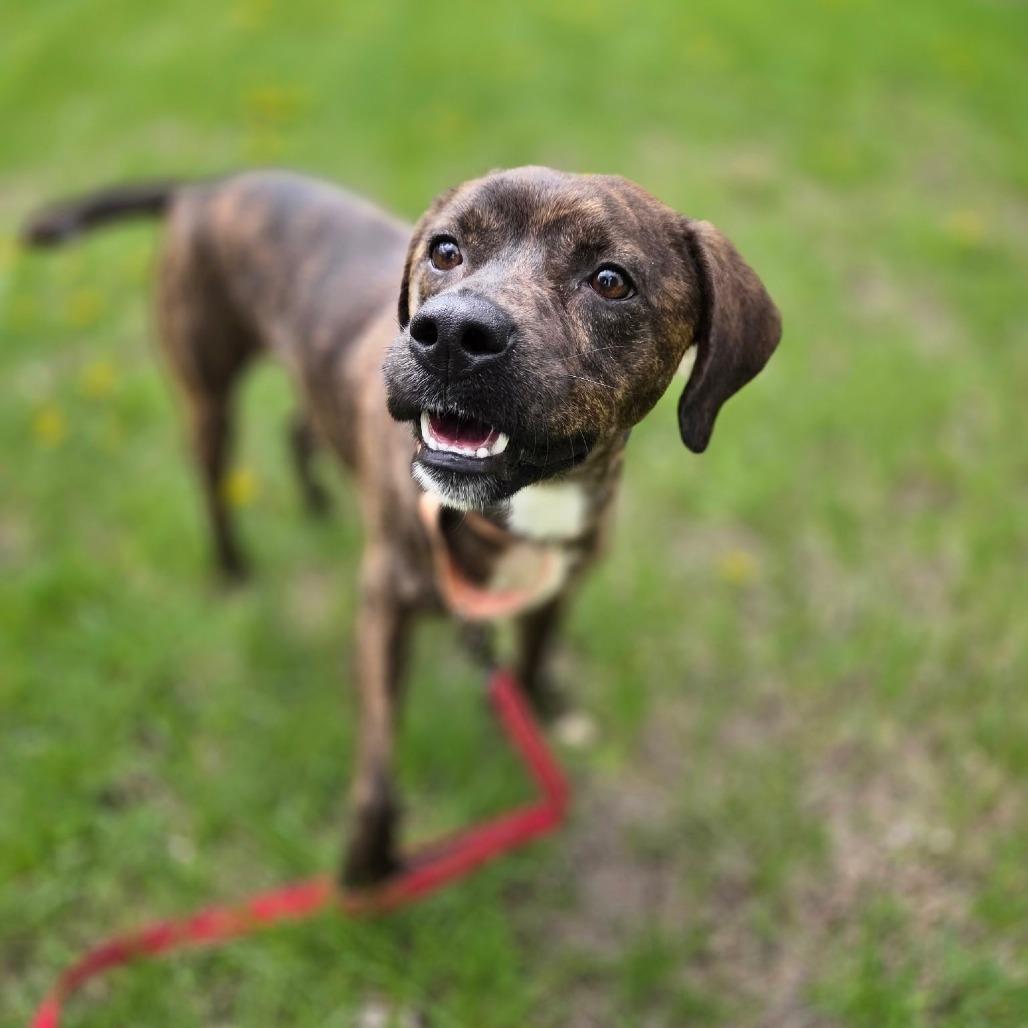 Enlarge Pippin, a Adoptable mixed breed in Rock Falls, IL image 1/3