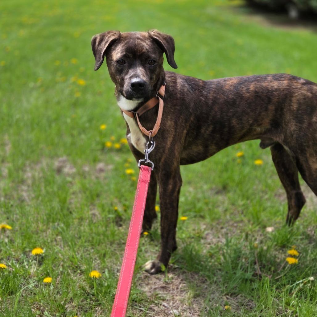 Enlarge Pippin, a Adoptable mixed breed in Rock Falls, IL image 2/3