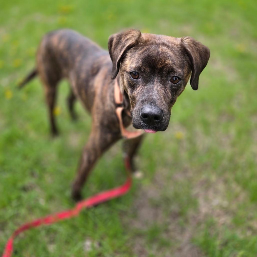 Enlarge Pippin, a Adoptable mixed breed in Rock Falls, IL image 3/3
