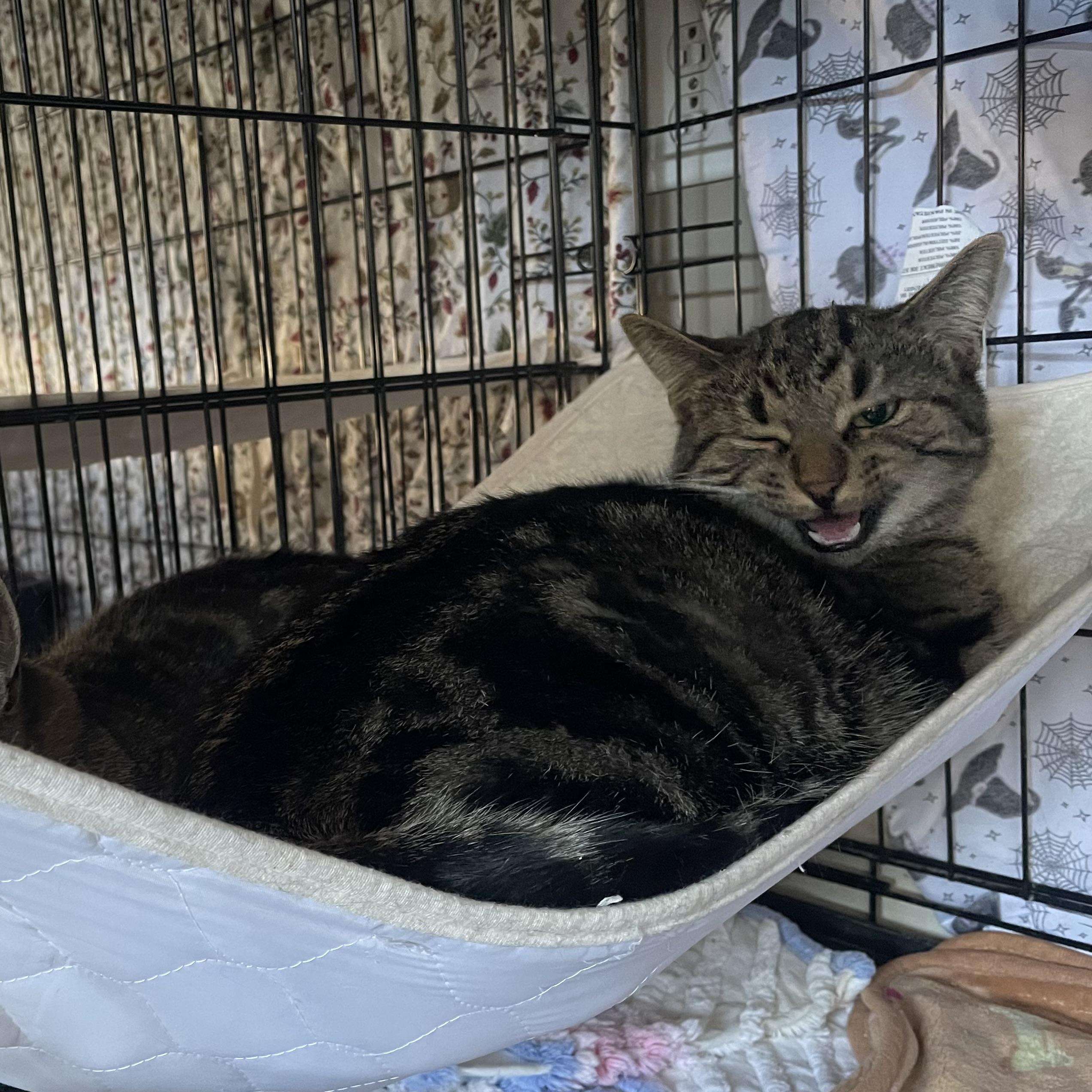 Camino, Adoptable, Adult Male Domestic Short Hair.