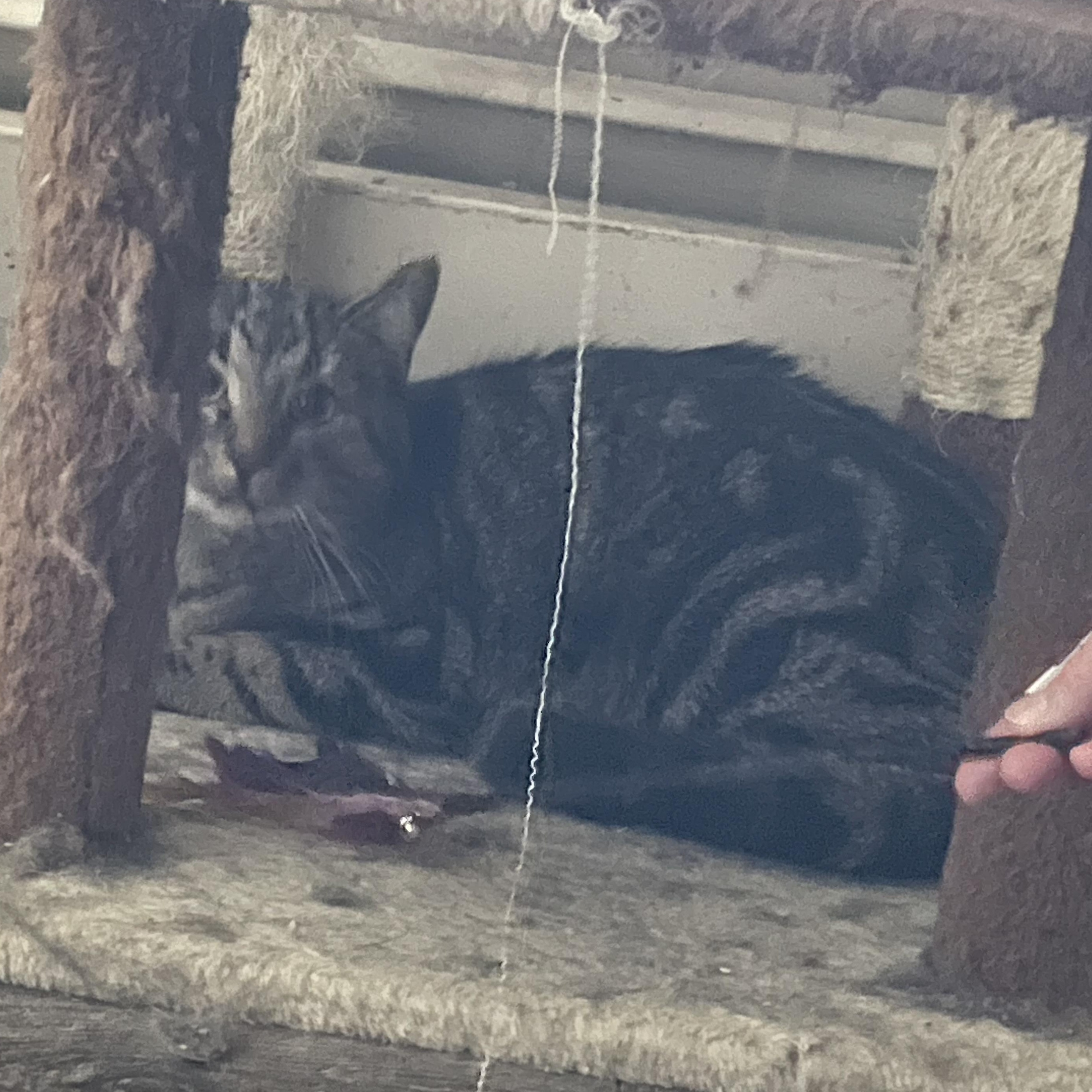 Enlarge Camino, a Adoptable Domestic Short Hair in Douglas, MA image 2/6