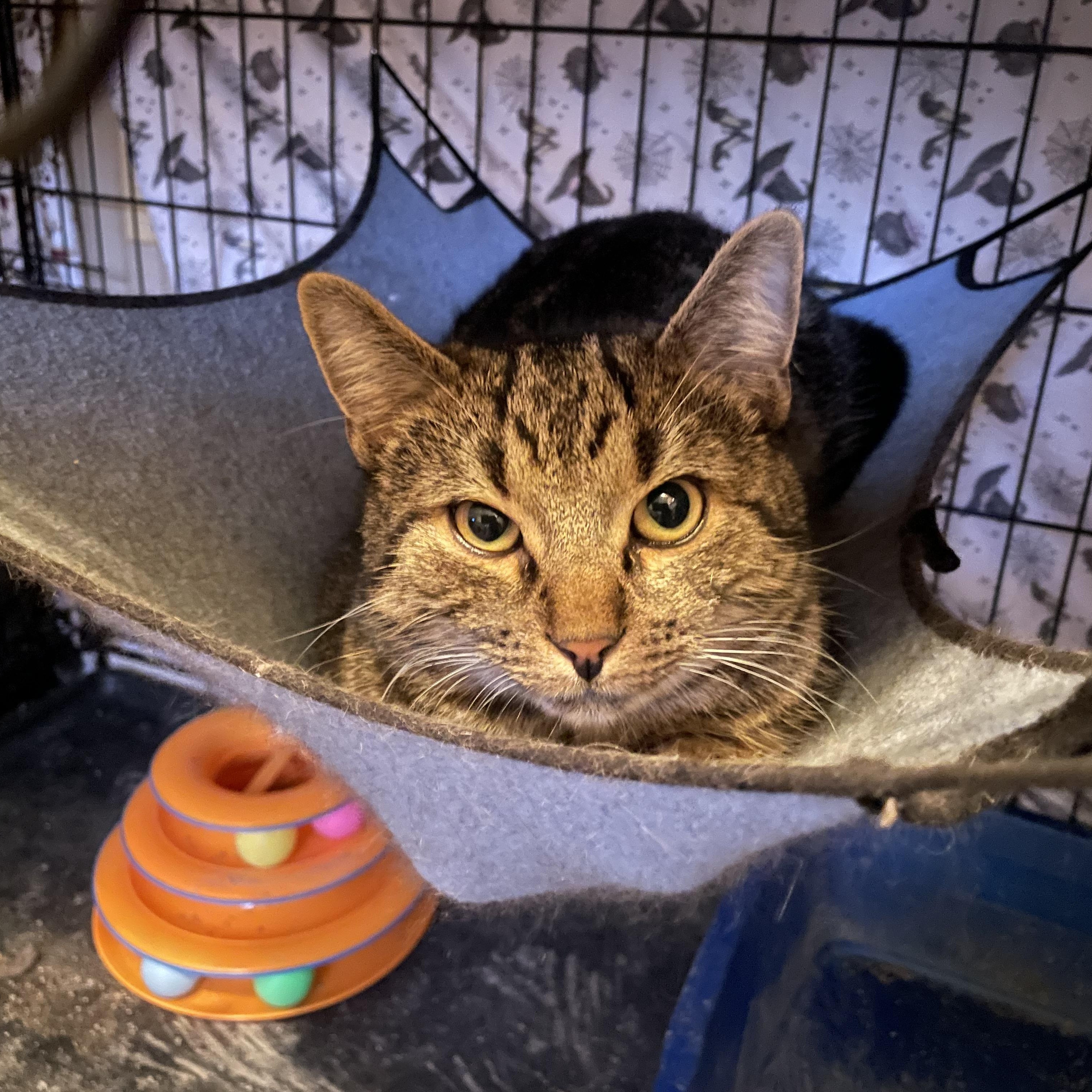 Camino, Adoptable, Adult Male Domestic Short Hair.