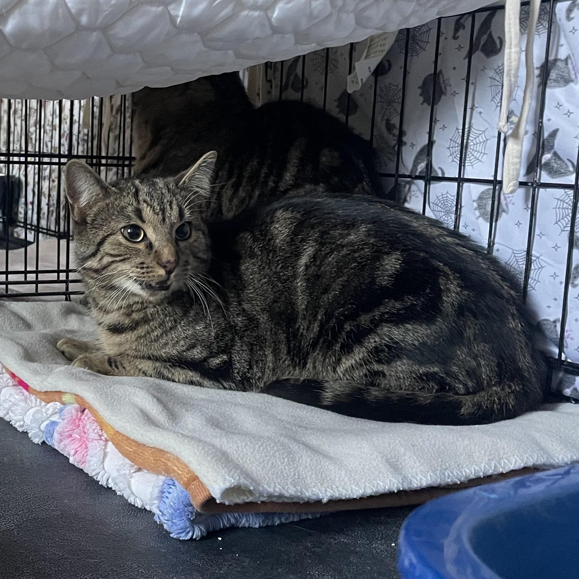 Enlarge Camino, a Adoptable Domestic Short Hair in Douglas, MA image 5/6