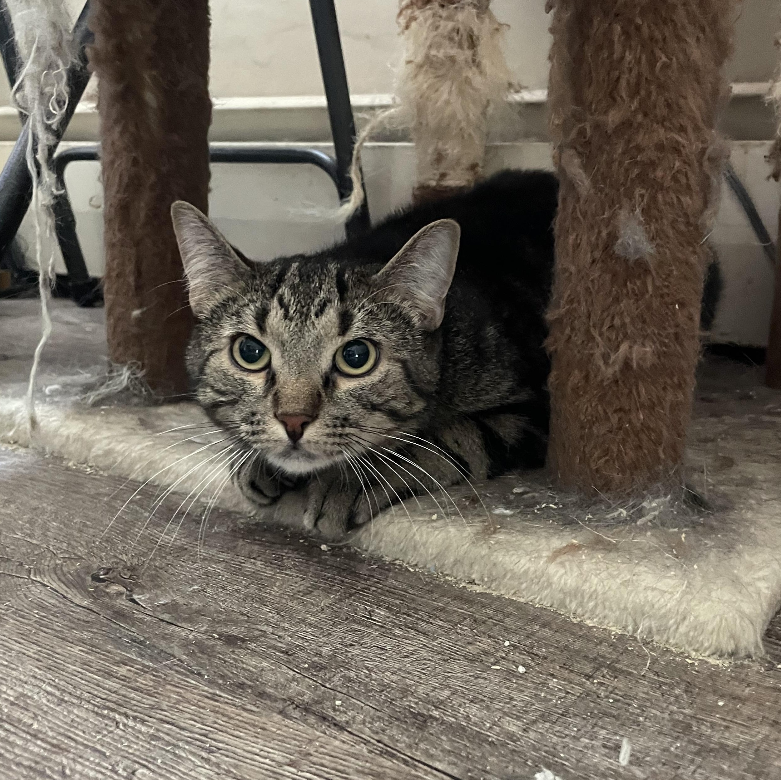 Enlarge Camino, a Adoptable Domestic Short Hair in Douglas, MA image 6/6