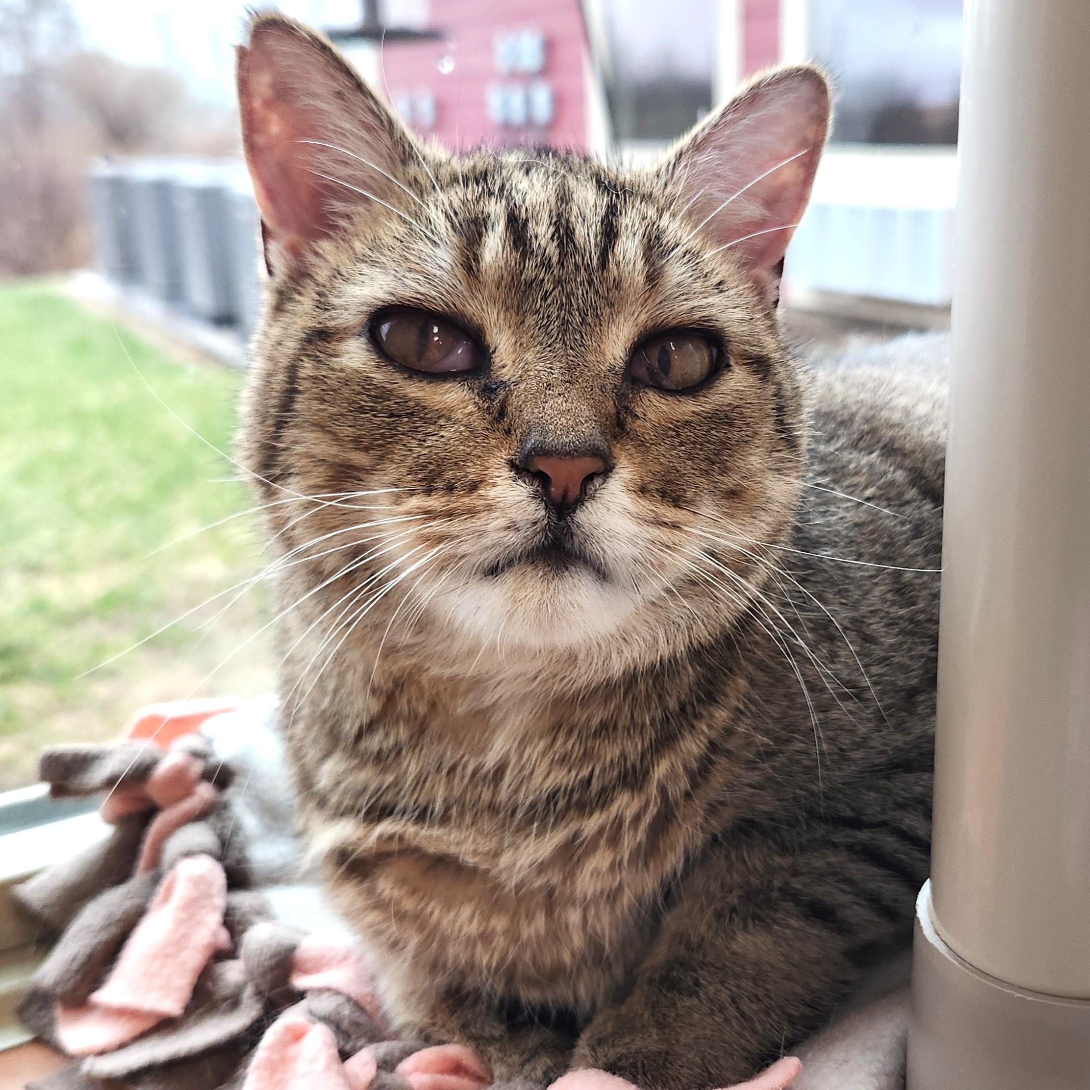 Enlarge MeeMaw, a ADOPTABLE Tabby in Marshfield, WI image 3/6