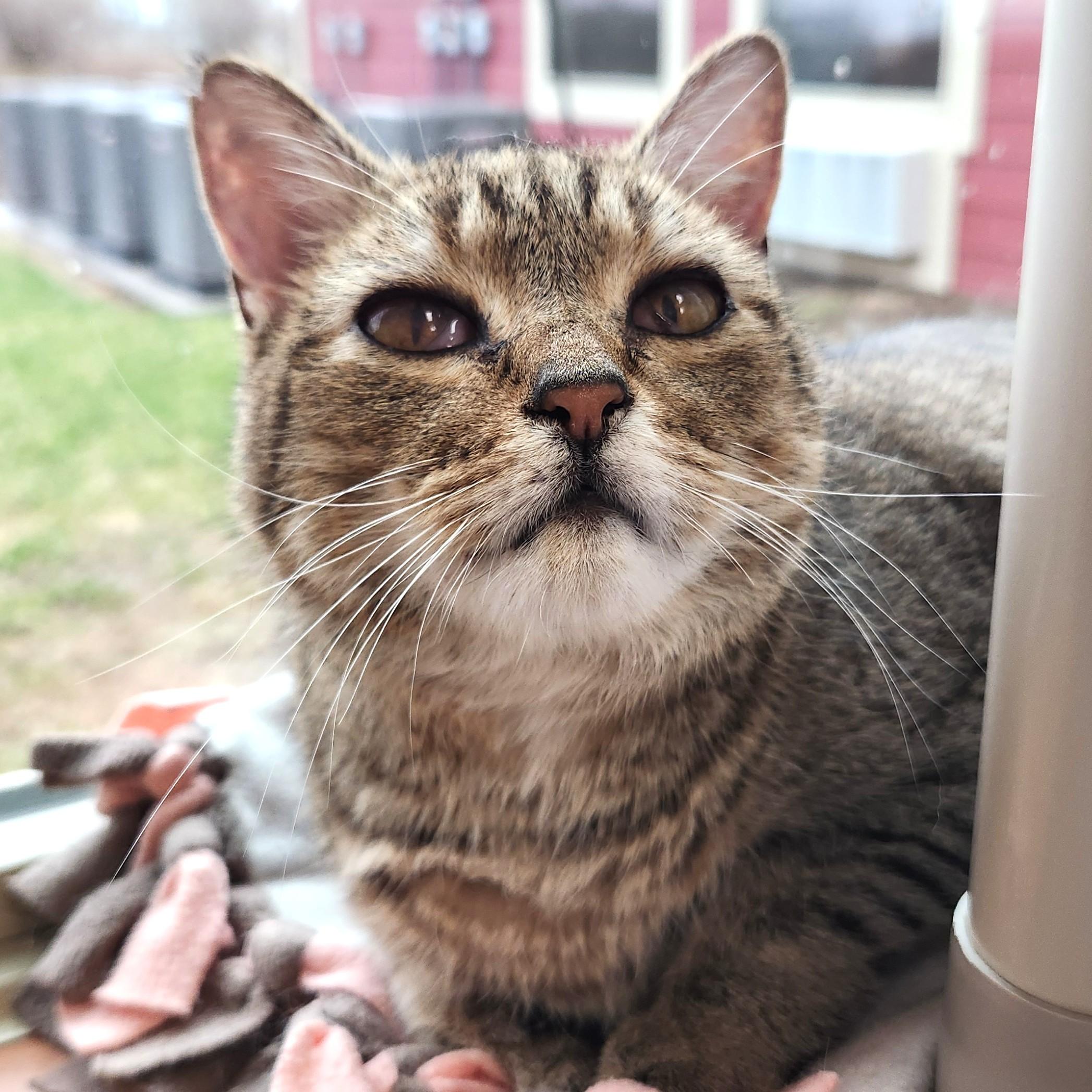 Enlarge MeeMaw, a ADOPTABLE Tabby in Marshfield, WI image 1/6