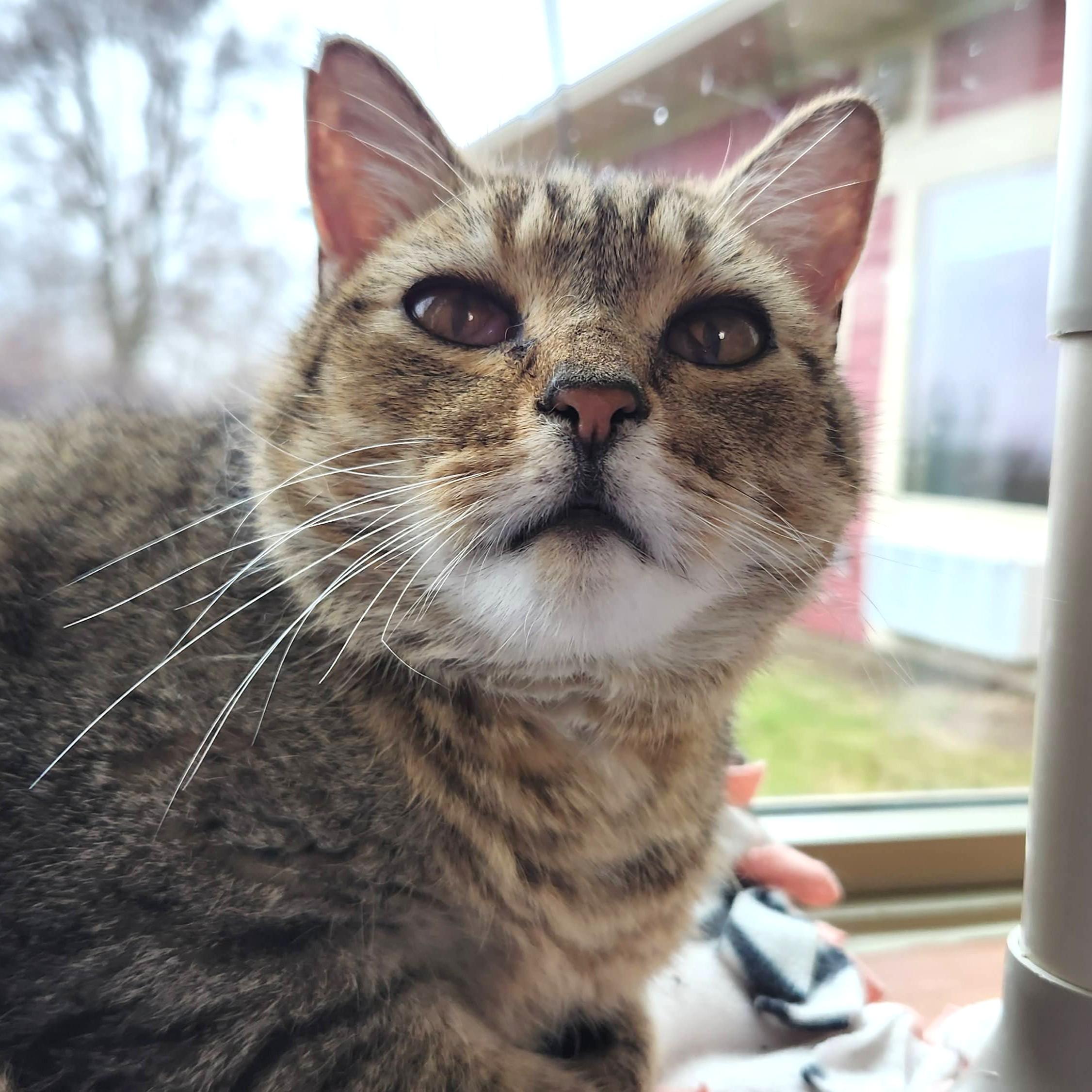 Enlarge MeeMaw, a ADOPTABLE Tabby in Marshfield, WI image 2/6