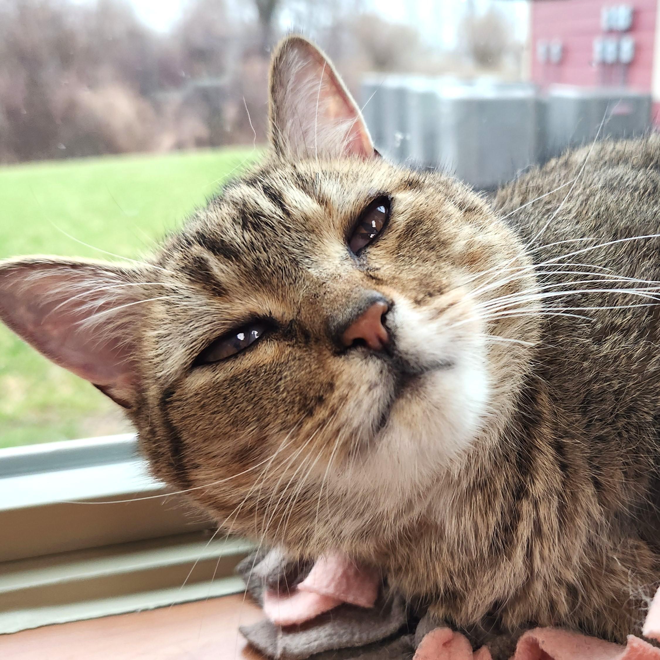 Enlarge MeeMaw, a ADOPTABLE Tabby in Marshfield, WI image 5/6