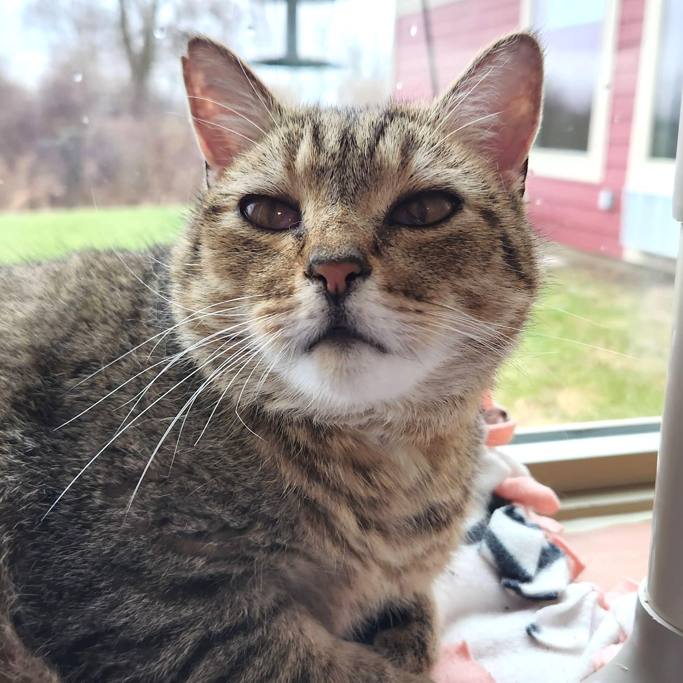 Enlarge MeeMaw, a ADOPTABLE Tabby in Marshfield, WI image 4/6