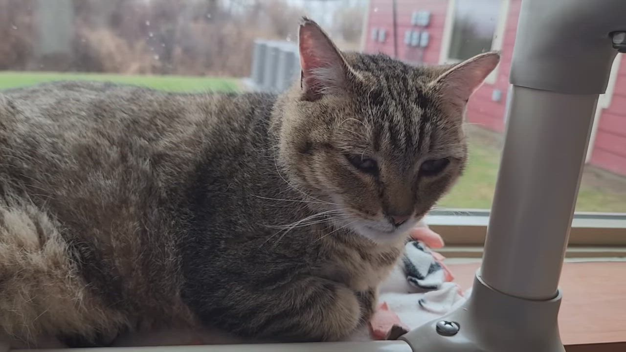 Enlarge MeeMaw, a ADOPTABLE Tabby in Marshfield, WI video 6/6