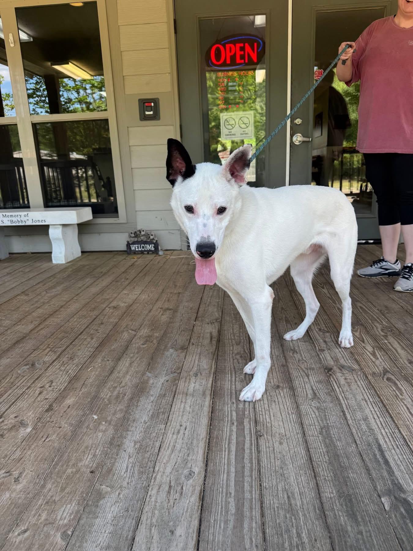 Foster Frosty!, a ADOPTABLE mixed breed in Oswego, IL image 6/6