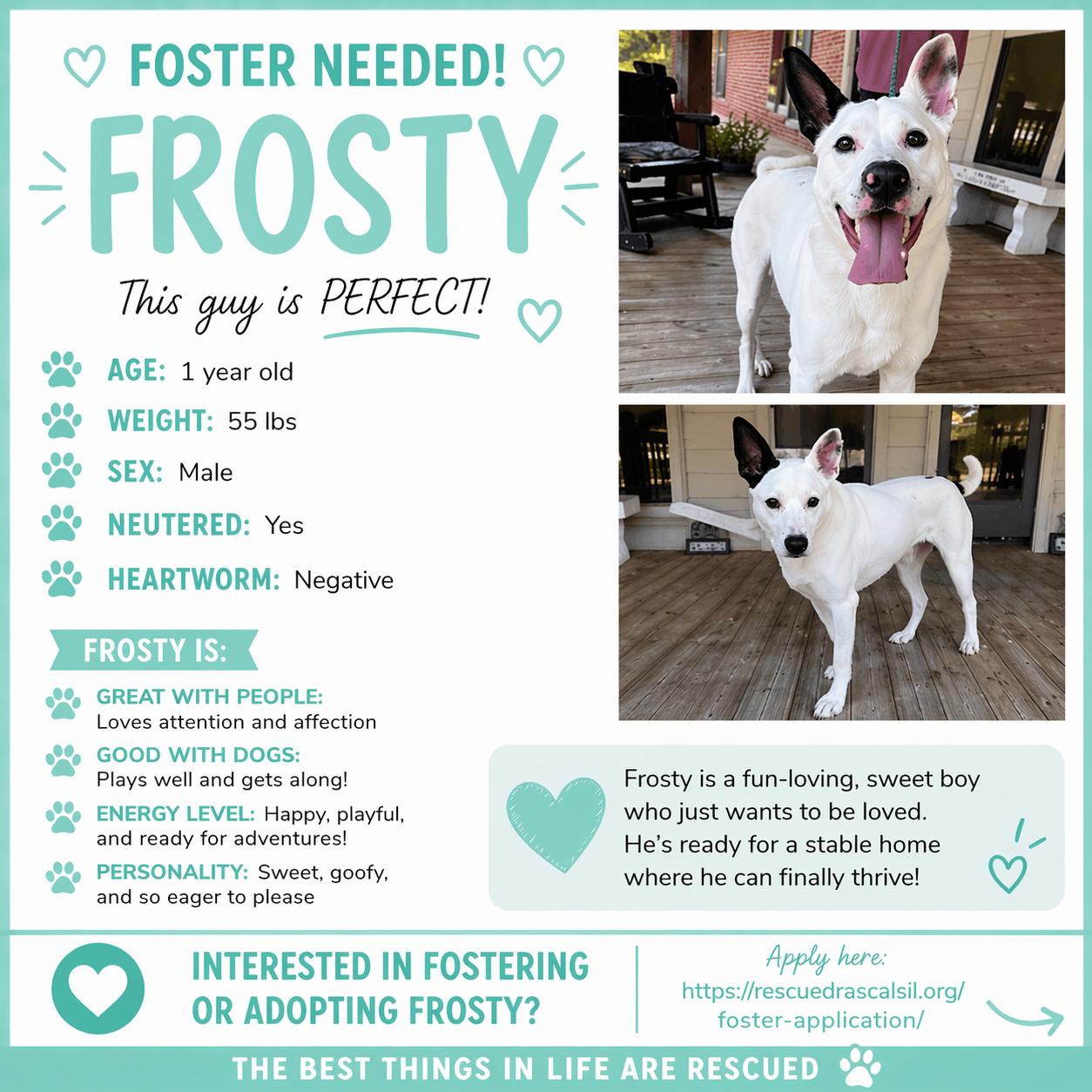 Foster Frosty!, a ADOPTABLE mixed breed in Oswego, IL image 3/6