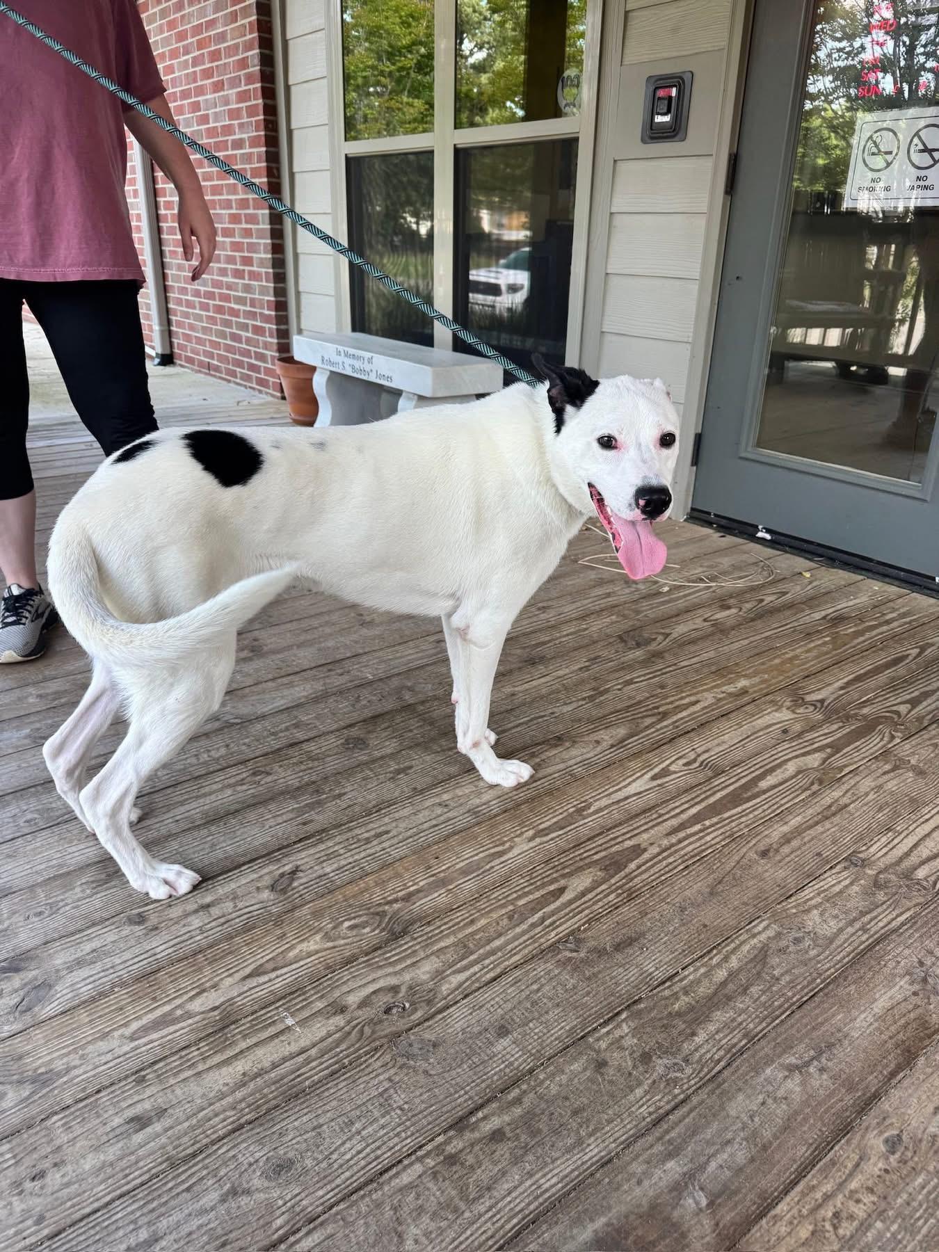 Foster Frosty!, a ADOPTABLE mixed breed in Oswego, IL image 2/6
