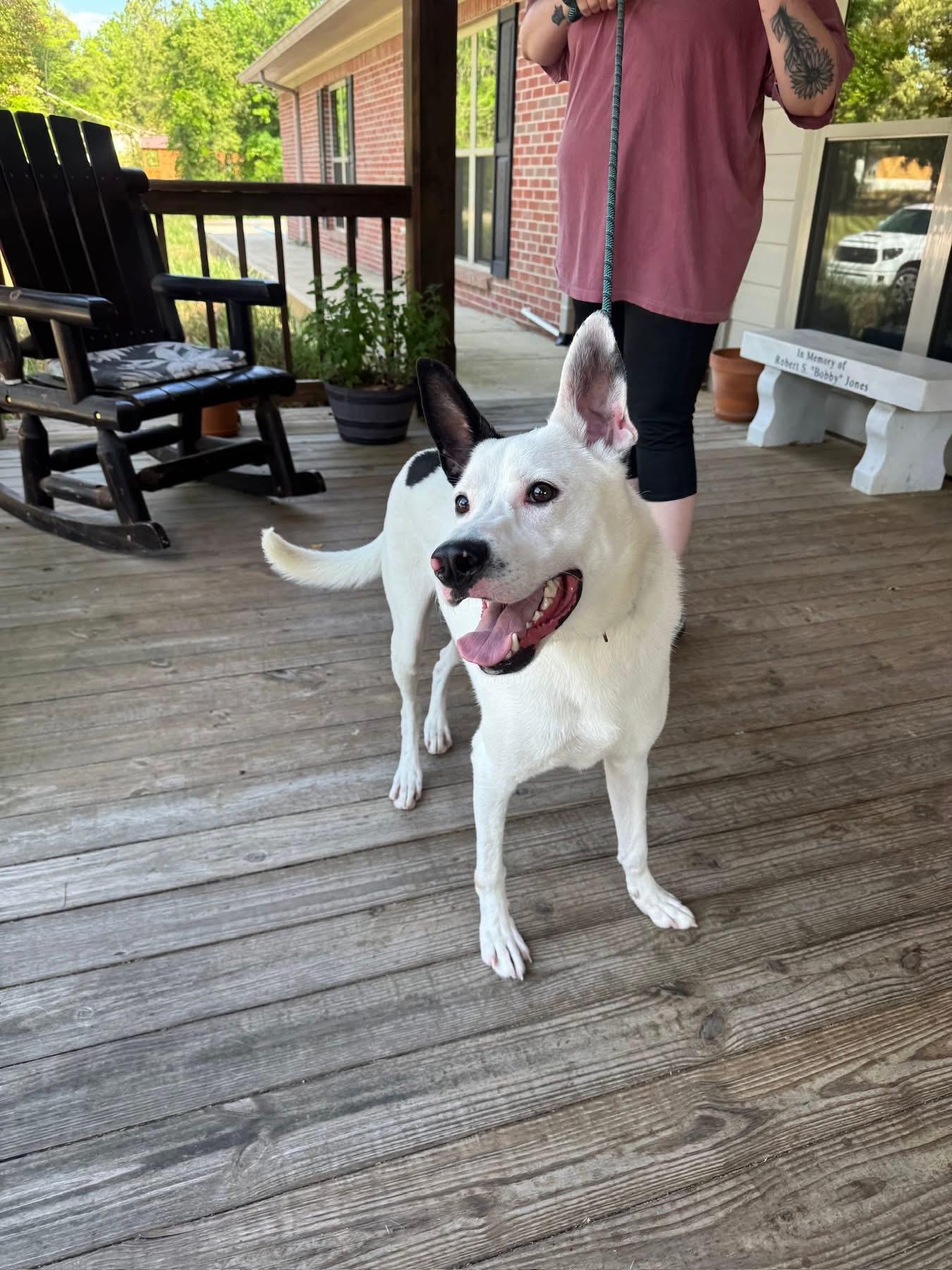 Foster Frosty!, a ADOPTABLE mixed breed in Oswego, IL image 5/6