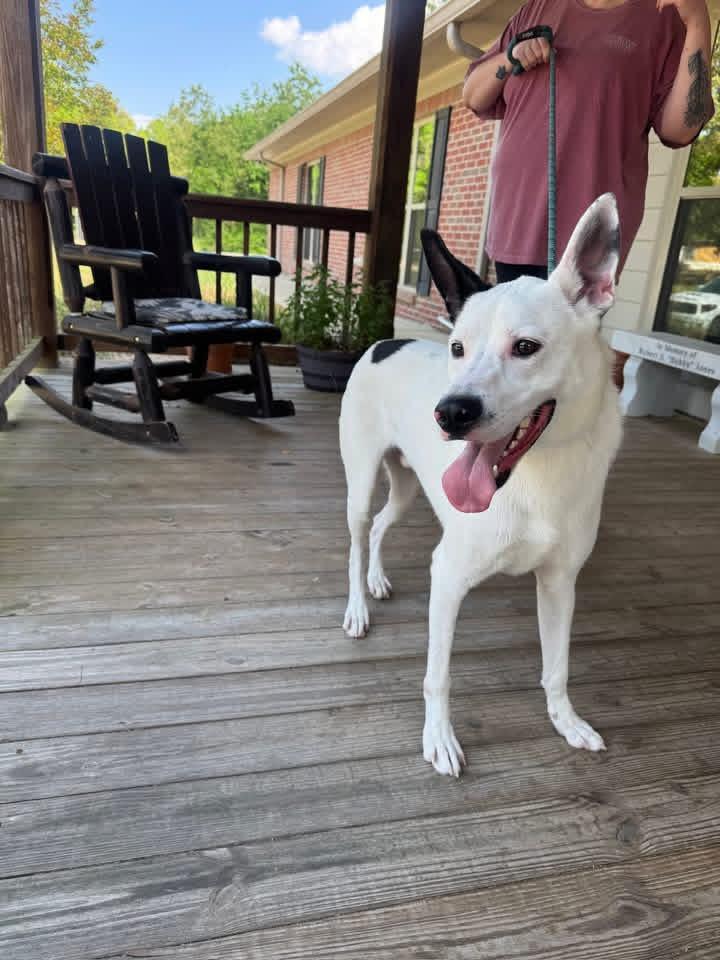 Foster Frosty!, a ADOPTABLE mixed breed in Oswego, IL image 4/6