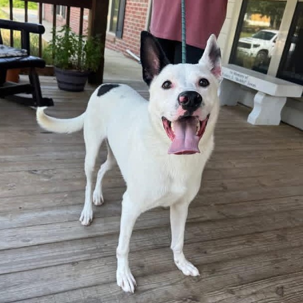Foster Frosty!, a ADOPTABLE mixed breed in Oswego, IL image 1/6