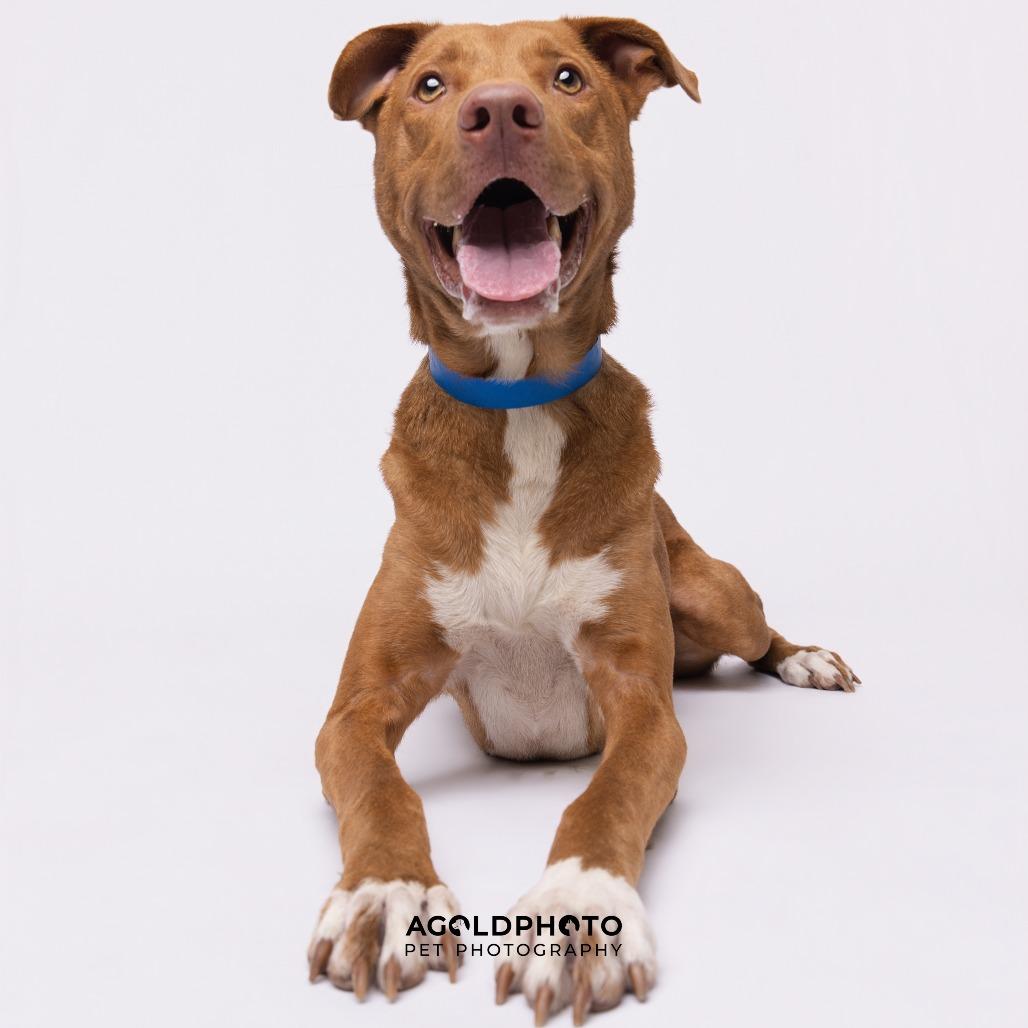 Enlarge Ozzi, a Adoptable mixed breed in Tampa, FL image 1/6