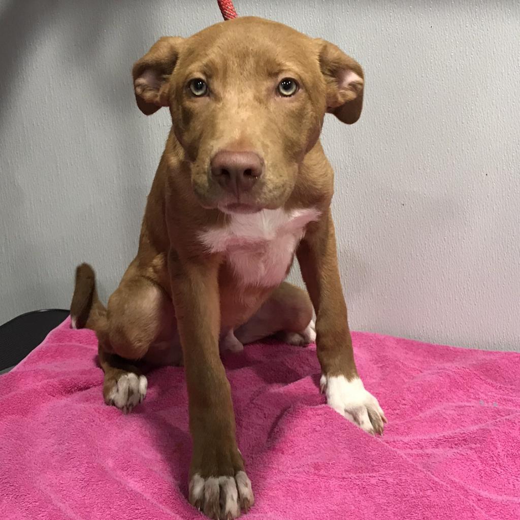 Enlarge Ozzi, a Adoptable mixed breed in Tampa, FL image 2/6