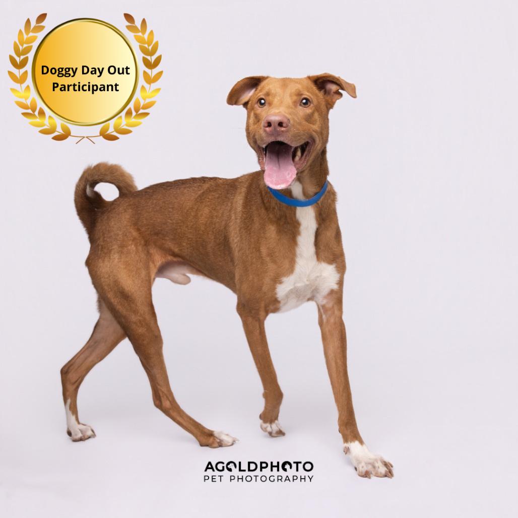 Enlarge Ozzi, a Adoptable mixed breed in Tampa, FL image 3/6