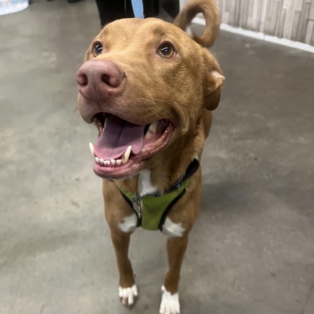 Enlarge Ozzi, a Adoptable mixed breed in Tampa, FL image 4/6