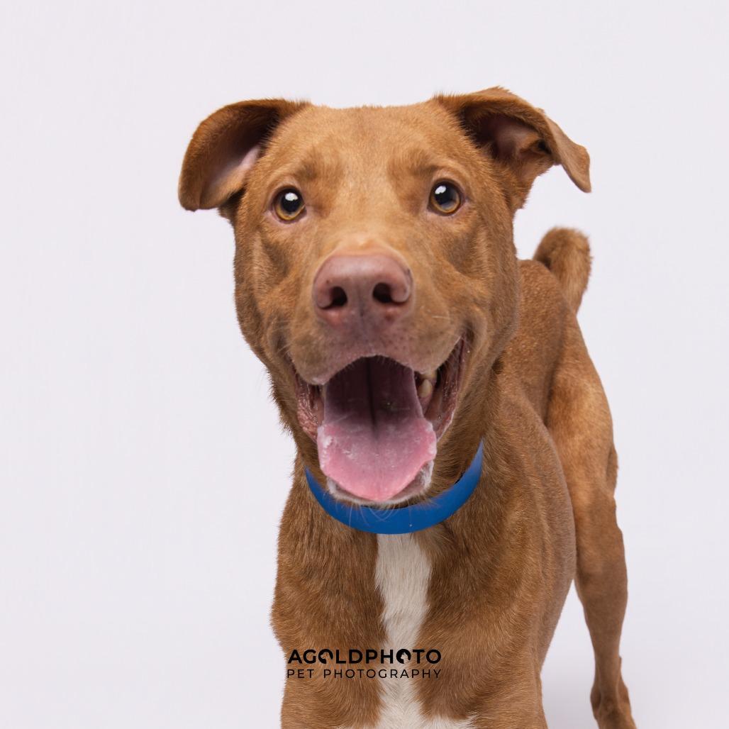 Enlarge Ozzi, a Adoptable mixed breed in Tampa, FL image 5/6