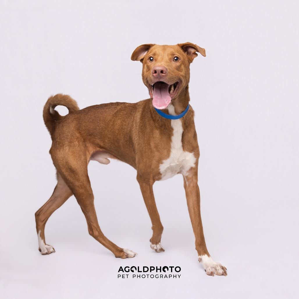 Enlarge Ozzi, a Adoptable mixed breed in Tampa, FL image 6/6