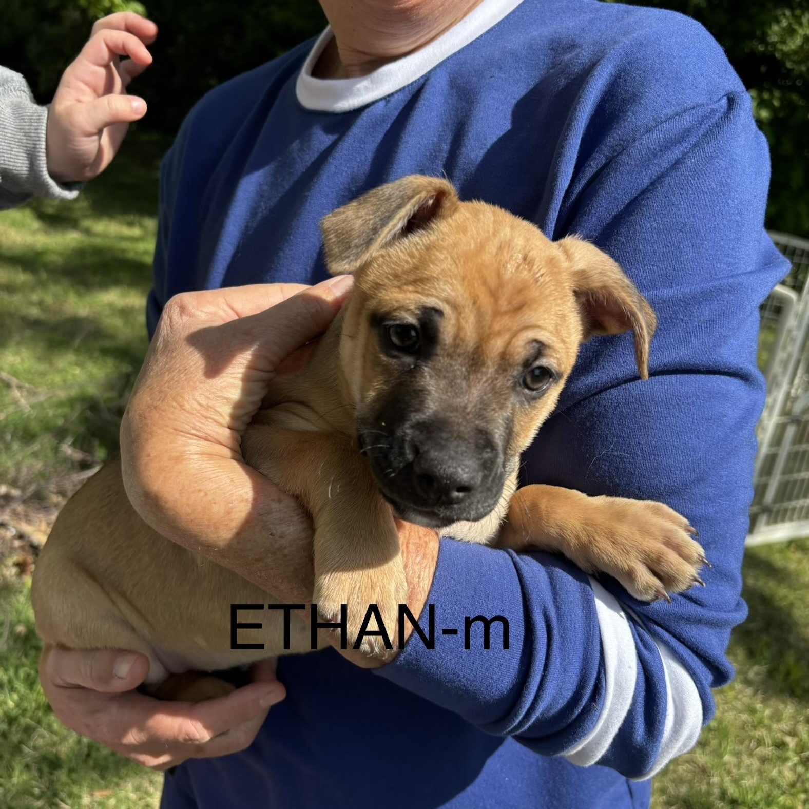 Enlarge Ethan , an adopted mixed breed in Brentwood, TN image 1/1