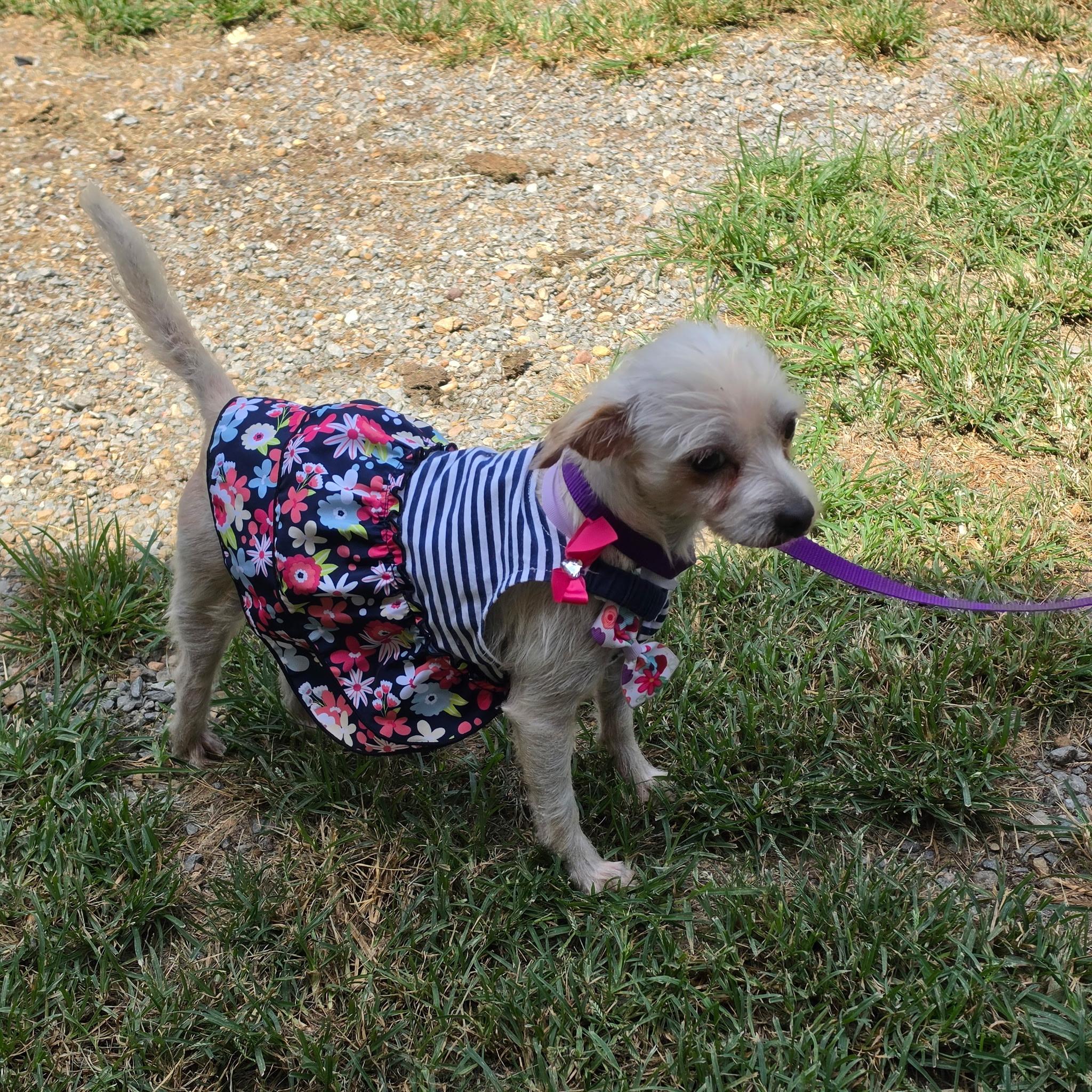 Chelsea, adopted, Young Female Yorkshire Terrier.