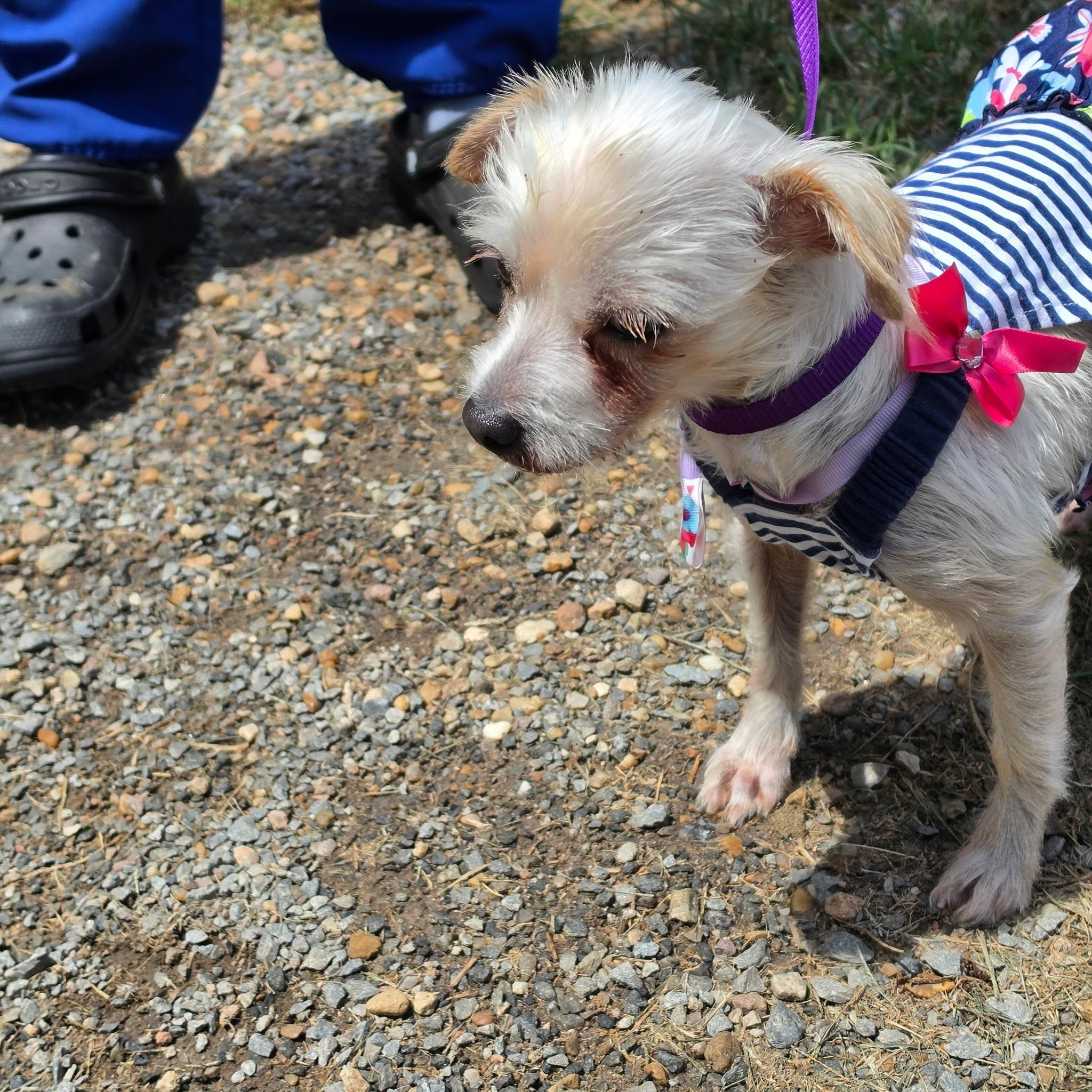 Chelsea, an adopted Yorkshire Terrier in Lumberton, NC image 2/4