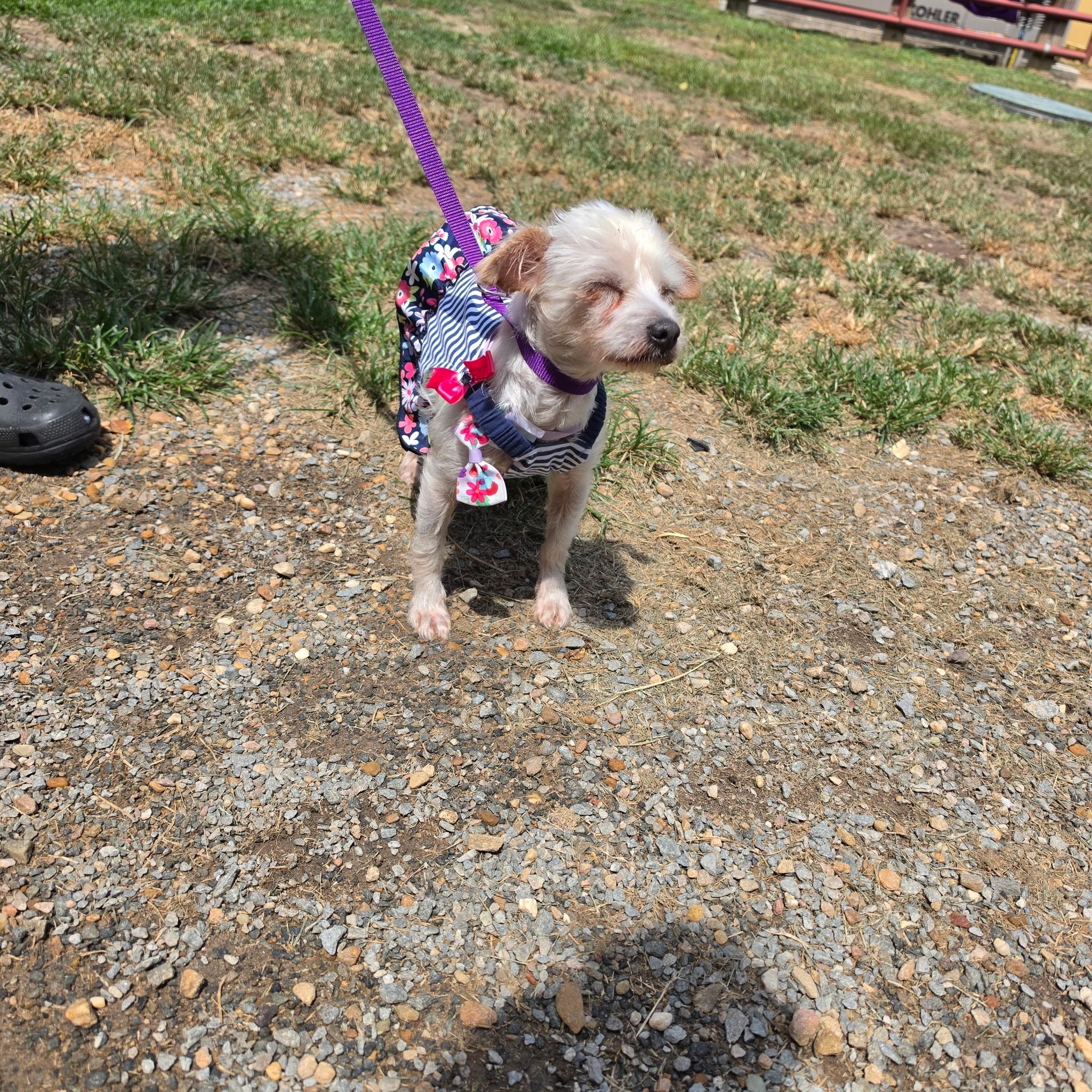 Chelsea, an adopted Yorkshire Terrier in Lumberton, NC image 4/4