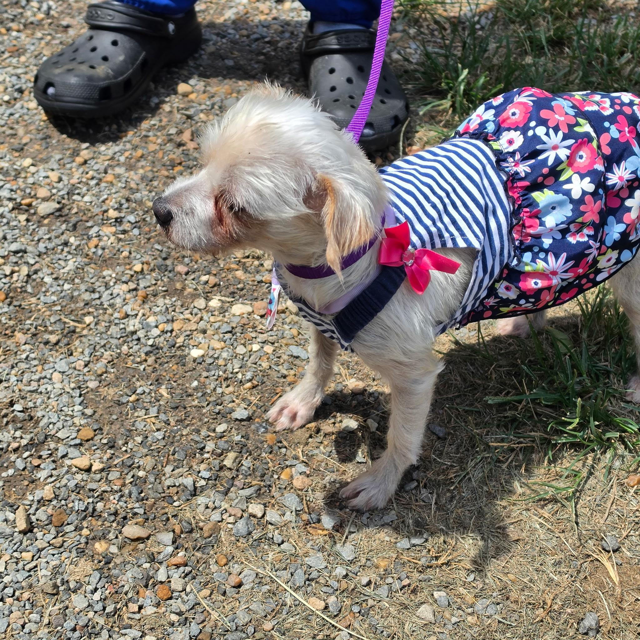 Chelsea, an adopted Yorkshire Terrier in Lumberton, NC image 3/4