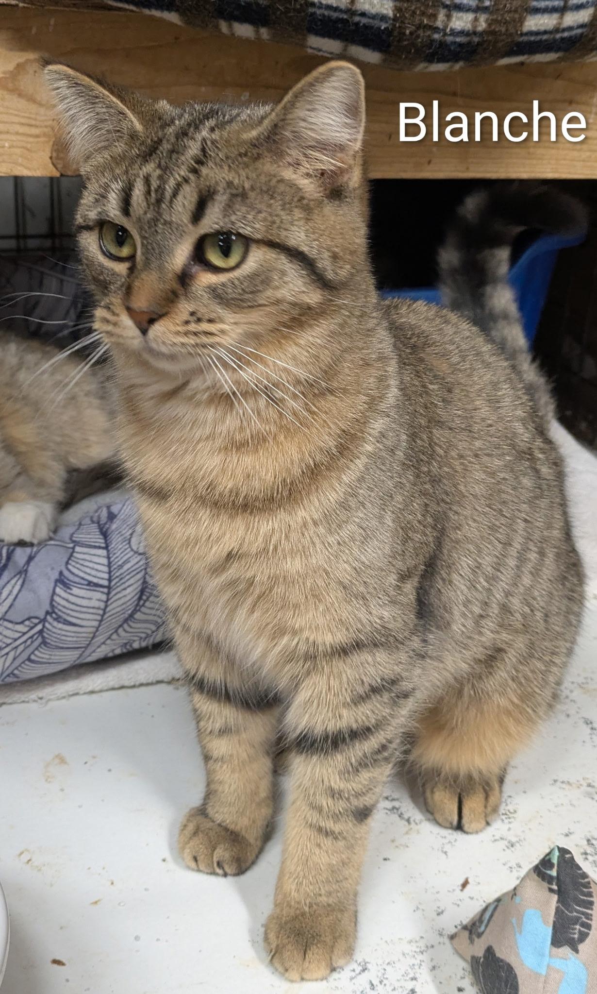 Enlarge Blanche , a ADOPTABLE Domestic Short Hair in Mears, MI image 1/4