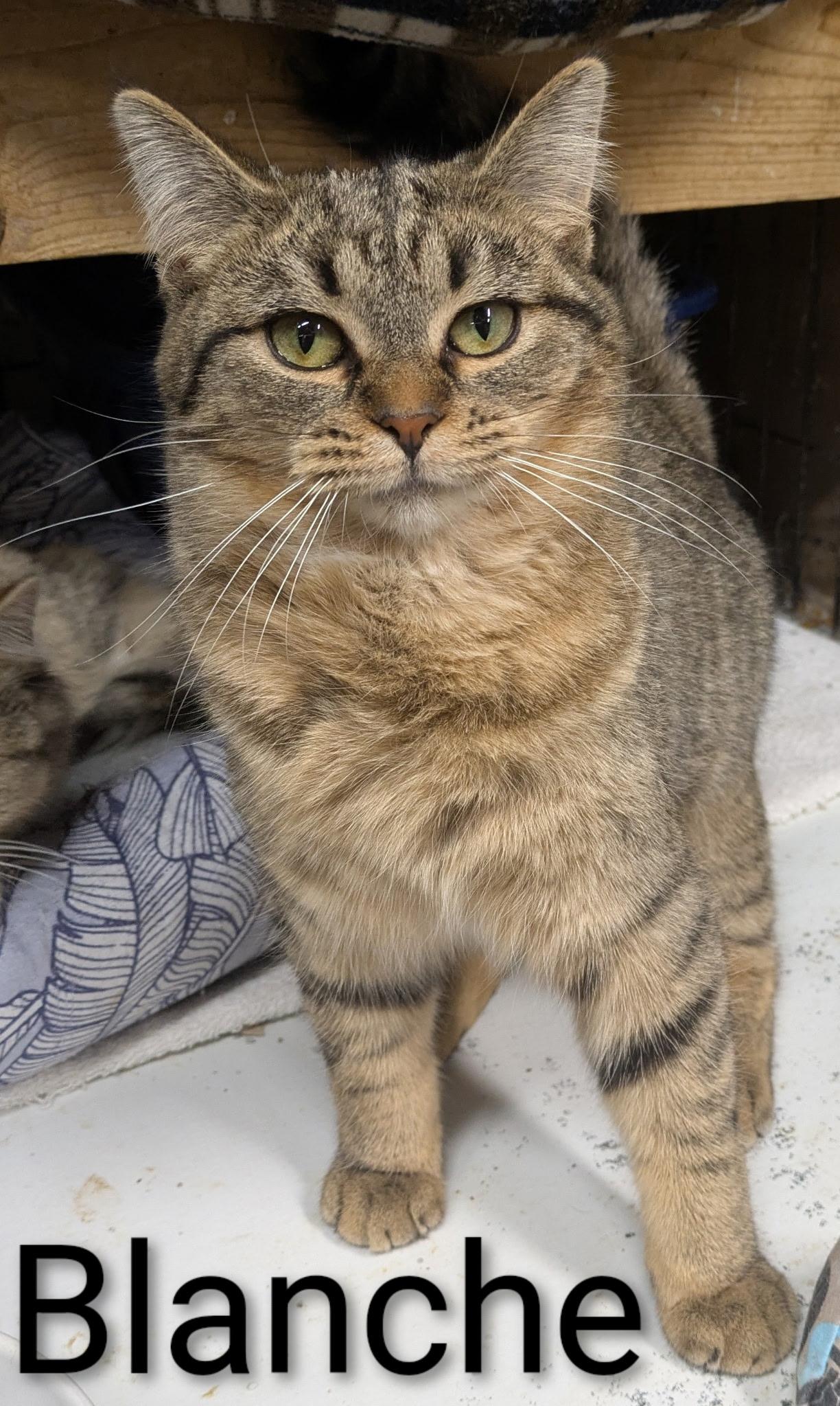 Enlarge Blanche , a ADOPTABLE Domestic Short Hair in Mears, MI image 2/4