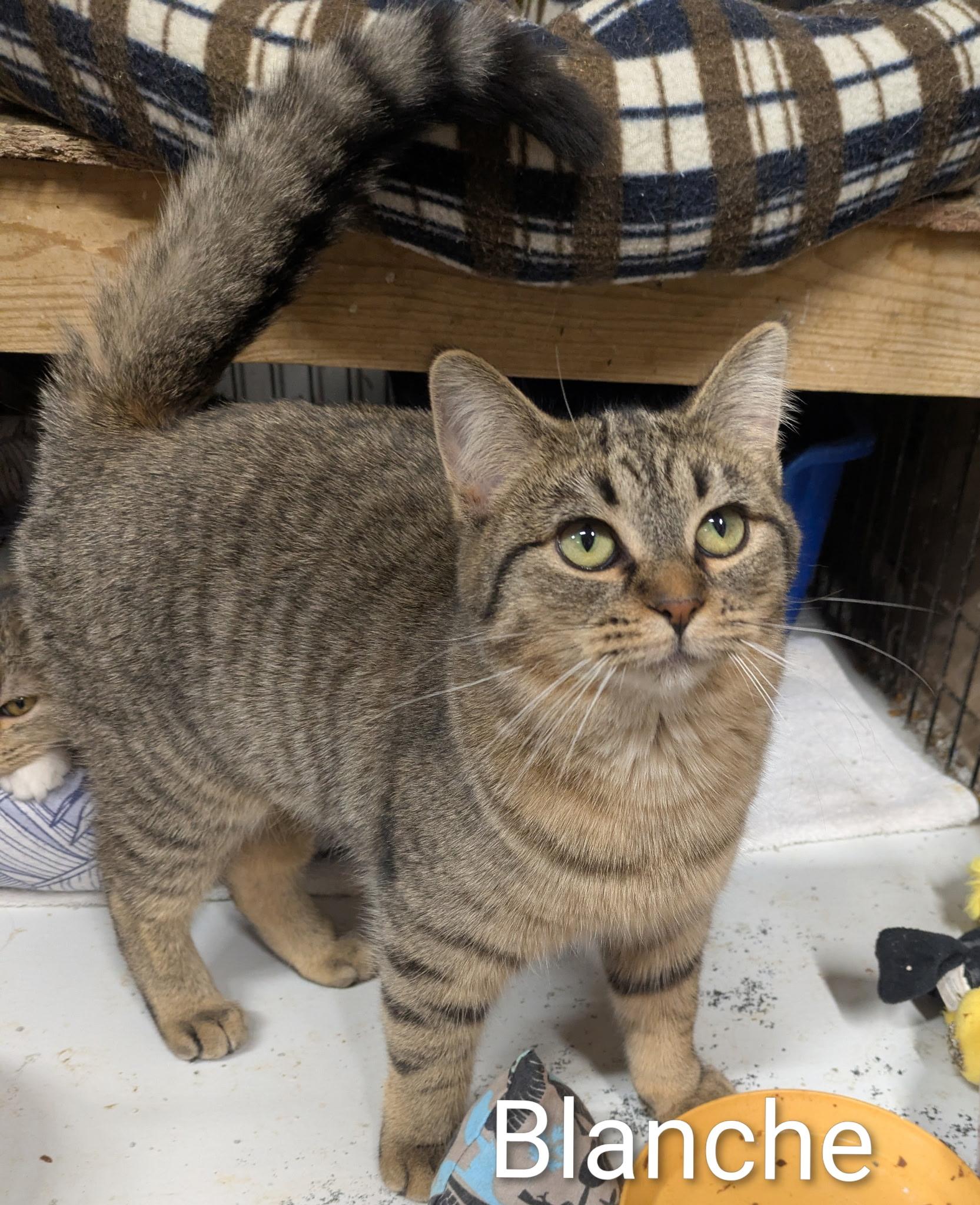 Enlarge Blanche , a ADOPTABLE Domestic Short Hair in Mears, MI image 3/4