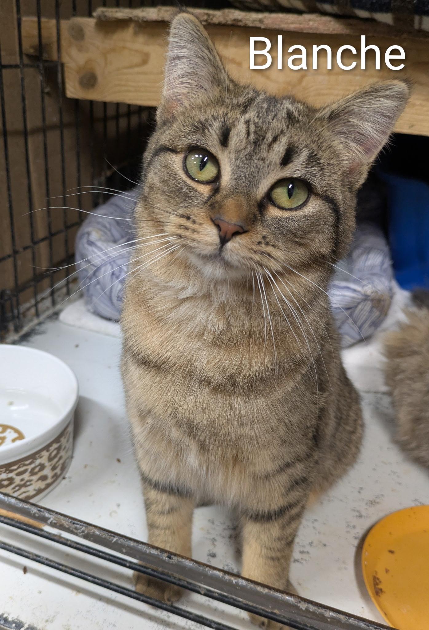 Enlarge Blanche , a ADOPTABLE Domestic Short Hair in Mears, MI image 4/4