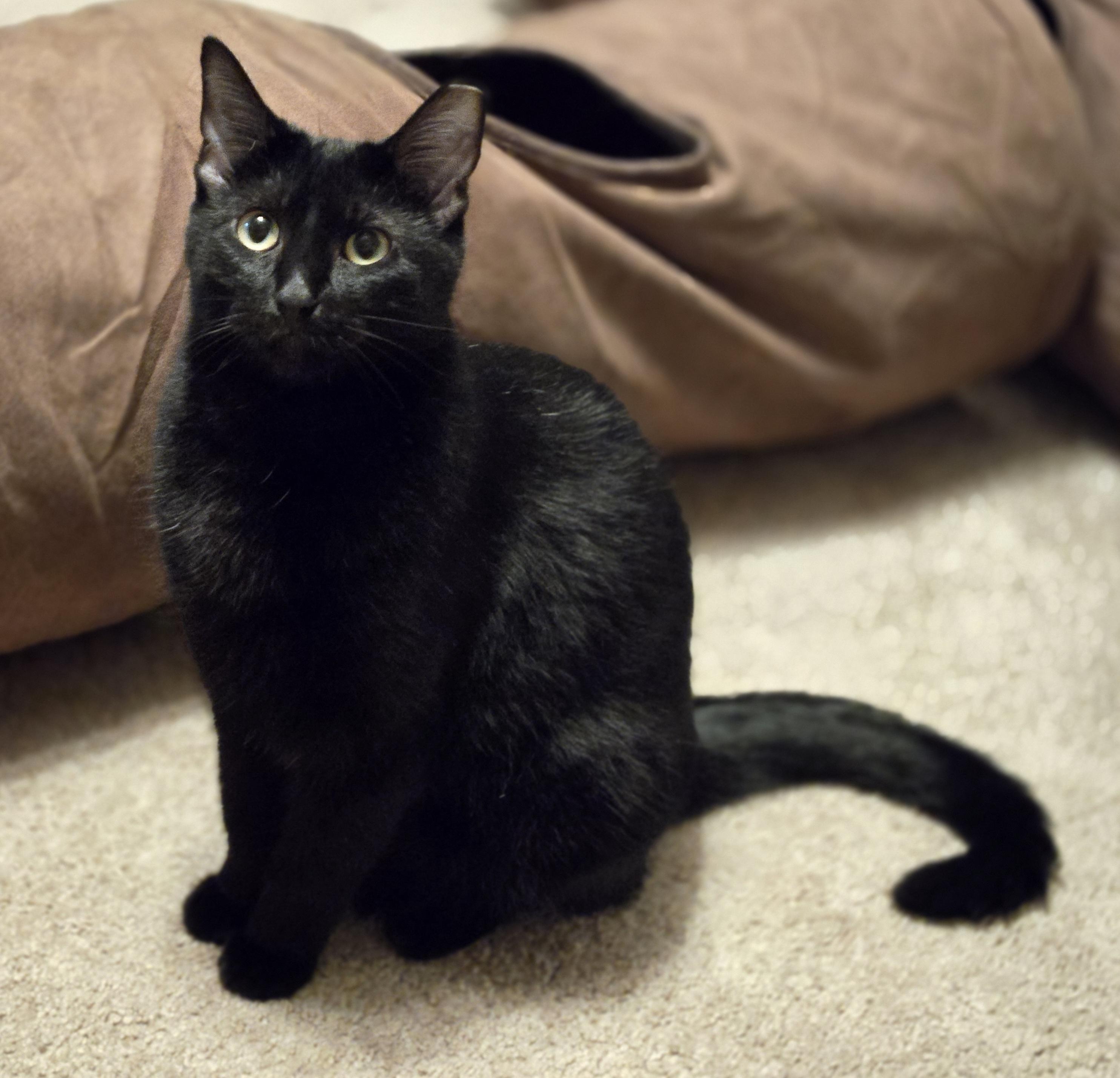 Cinder, Adoptable, Young Female American Shorthair.