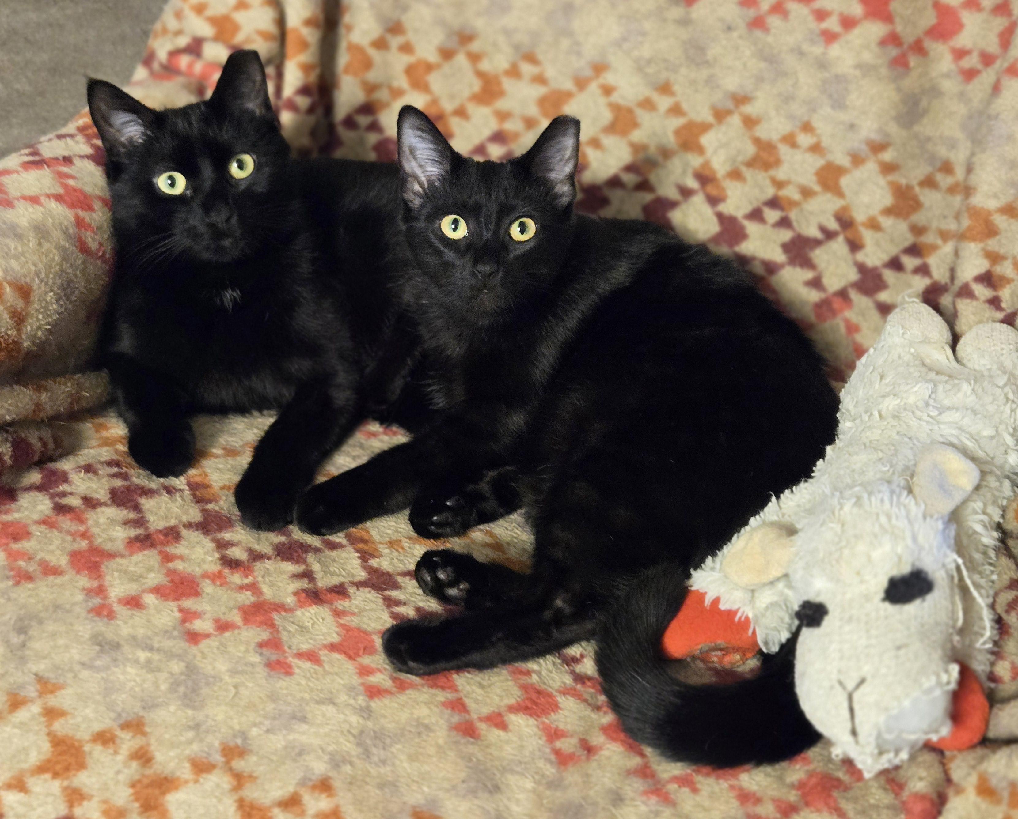 Enlarge Cinder, a Adoptable American Shorthair in Oconomowoc, WI image 2/3