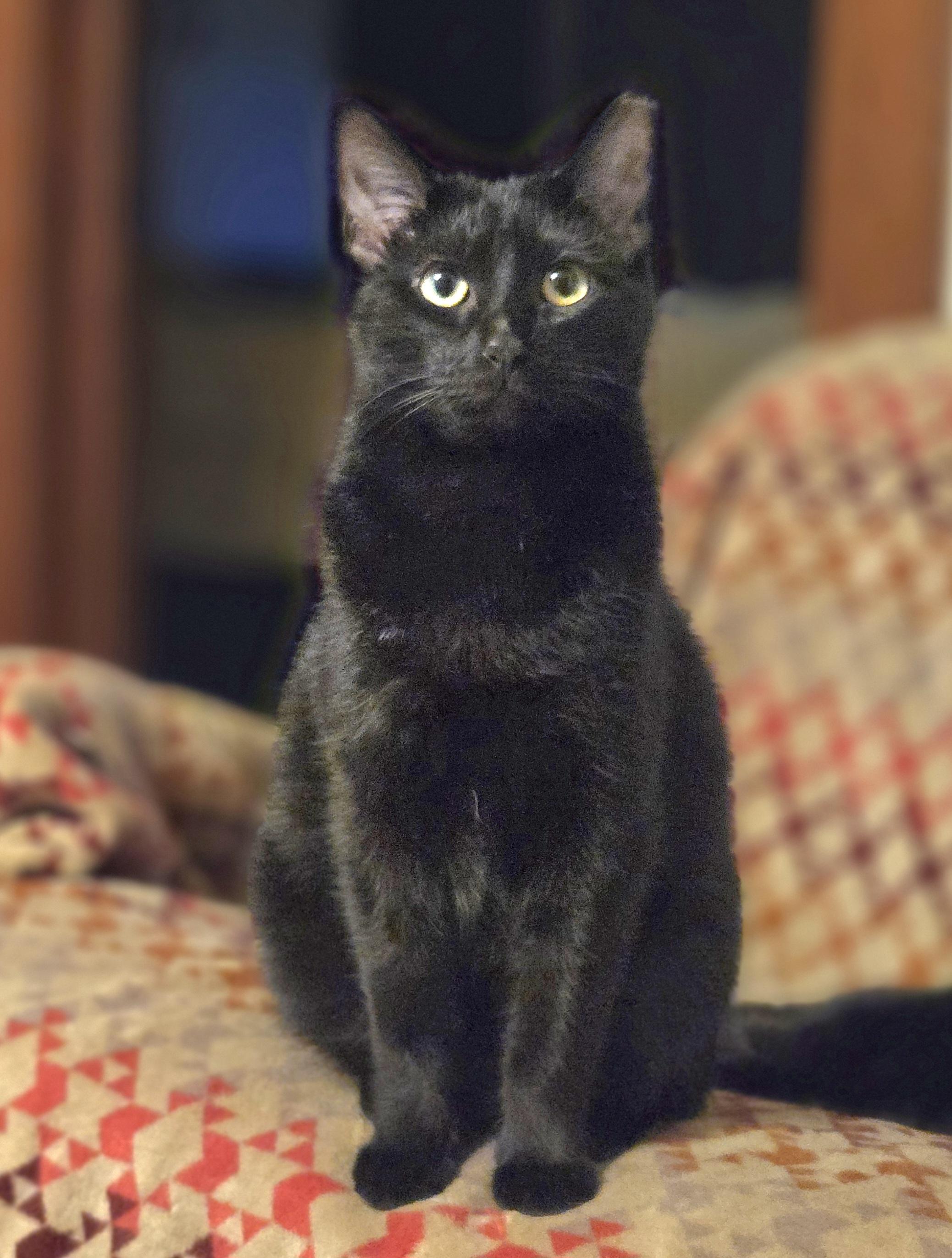 Enlarge Cinder, a Adoptable American Shorthair in Oconomowoc, WI image 3/3