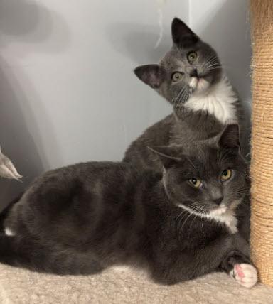 Porsche Stanton - must adopt with Aston, Adoptable, Kitten Male Domestic Short Hair & Domestic Short Hair.