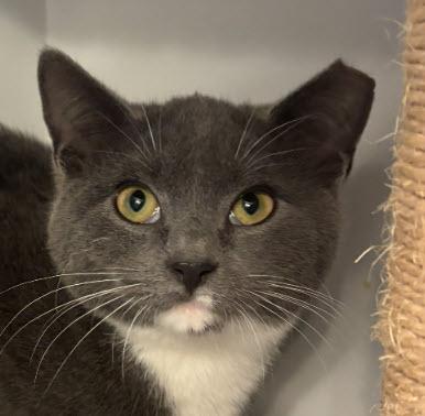 Enlarge Porsche Stanton - must adopt with Aston, a Adoptable mixed breed in Hudson, MA image 2/3