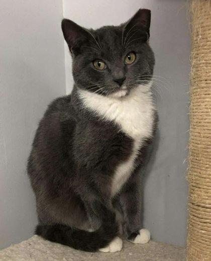 Enlarge Porsche Stanton - must adopt with Aston, a Adoptable mixed breed in Hudson, MA image 3/3